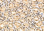 PSMA3 Antibody in Immunohistochemistry (Paraffin) (IHC (P))