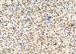 PSMA3 Antibody in Immunohistochemistry (Paraffin) (IHC (P))