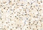 PSMA3 Antibody in Immunohistochemistry (Paraffin) (IHC (P))