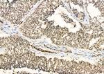 PSMA3 Antibody in Immunohistochemistry (Paraffin) (IHC (P))