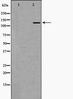 EHMT2 Antibody in Western Blot (WB)