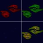 LIPC Antibody in Immunocytochemistry (ICC/IF)