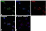 TLR8 Antibody in Immunocytochemistry (ICC/IF)