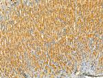 TLR8 Antibody in Immunohistochemistry (Paraffin) (IHC (P))