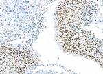 RBBP4 Antibody in Immunohistochemistry (Paraffin) (IHC (P))