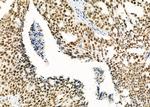 RBBP4 Antibody in Immunohistochemistry (Paraffin) (IHC (P))