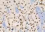 RBBP4 Antibody in Immunohistochemistry (Paraffin) (IHC (P))