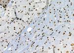 RBBP4 Antibody in Immunohistochemistry (Paraffin) (IHC (P))