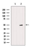 RBBP4 Antibody in Western Blot (WB)