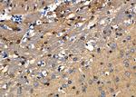 RENT1 Antibody in Immunohistochemistry (Paraffin) (IHC (P))