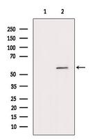 MYOC Antibody in Western Blot (WB)