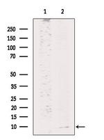 HAMP Antibody in Western Blot (WB)