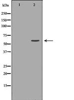 MUTYH Antibody in Western Blot (WB)