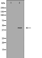 CSNK2A2 Antibody in Western Blot (WB)