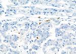 CD162 Antibody in Immunohistochemistry (Paraffin) (IHC (P))