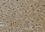 MBP Antibody in Immunohistochemistry (Paraffin) (IHC (P))