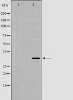 MBP Antibody in Western Blot (WB)