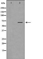 Factor XII Antibody in Western Blot (WB)