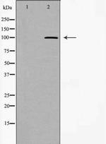 WFS1 Antibody in Western Blot (WB)