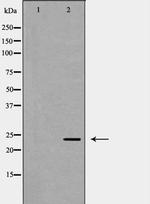 POLR2E Antibody in Western Blot (WB)