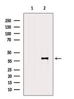 CD1d Antibody in Western Blot (WB)