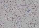 POLR2C Antibody in Immunohistochemistry (Paraffin) (IHC (P))