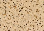 POLR2C Antibody in Immunohistochemistry (Paraffin) (IHC (P))