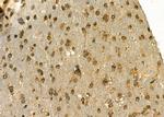 POLR2C Antibody in Immunohistochemistry (Paraffin) (IHC (P))