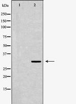 POLR2C Antibody in Western Blot (WB)