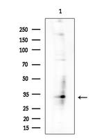 POLR2C Antibody in Western Blot (WB)