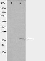 eIF6 Antibody in Western Blot (WB)