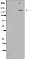 HCFC1 Antibody in Western Blot (WB)