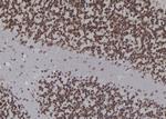 DNA Ligase I Antibody in Immunohistochemistry (Paraffin) (IHC (P))