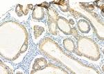 Amphiregulin Antibody in Immunohistochemistry (Paraffin) (IHC (P))