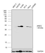 Amphiregulin Antibody in Western Blot (WB)