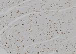 Amphiregulin Antibody in Immunohistochemistry (Paraffin) (IHC (P))