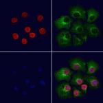 RUVBL2 Antibody in Immunocytochemistry (ICC/IF)