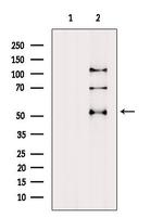 RUVBL2 Antibody in Western Blot (WB)