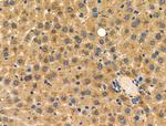 CD204 Antibody in Immunohistochemistry (Paraffin) (IHC (P))