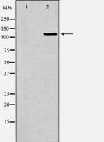 Bub1 Antibody in Western Blot (WB)