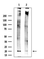 GPX4 Antibody in Western Blot (WB)