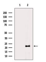 GPX4 Antibody in Western Blot (WB)