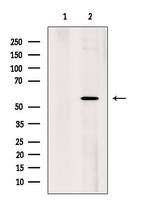 U2AF2 Antibody in Western Blot (WB)