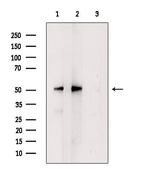 U2AF2 Antibody in Western Blot (WB)