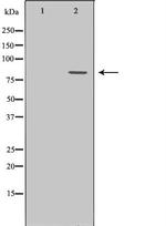 POLI Antibody in Western Blot (WB)