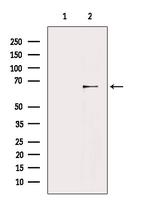 Glypican 3 Antibody in Western Blot (WB)