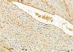 ODC1 Antibody in Immunohistochemistry (Paraffin) (IHC (P))