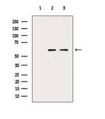 TCP1 Antibody in Western Blot (WB)