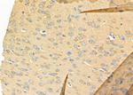 UBE2D1 Antibody in Immunohistochemistry (Paraffin) (IHC (P))