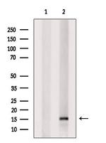 NDP Antibody in Western Blot (WB)